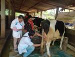 Reproductive Health and Mastitis Management Camp 